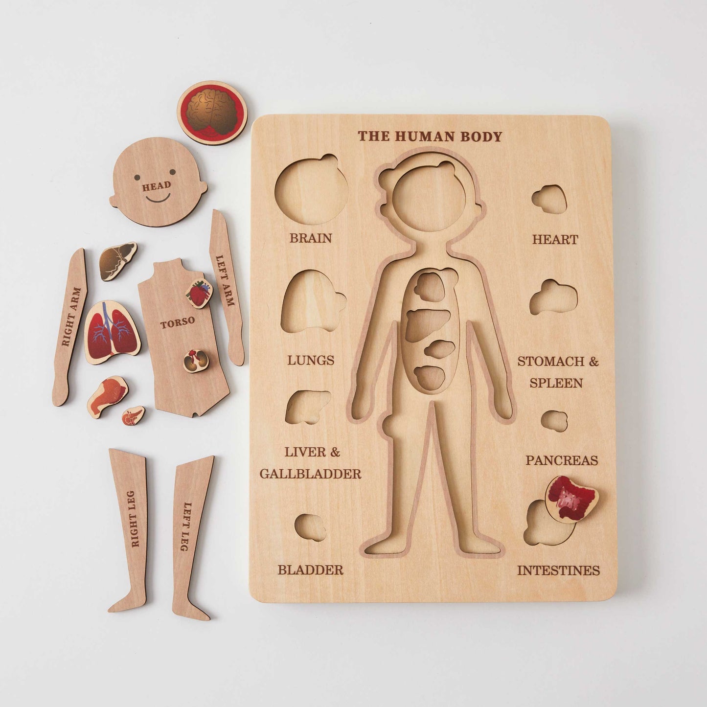 Wooden Human Body Puzzle